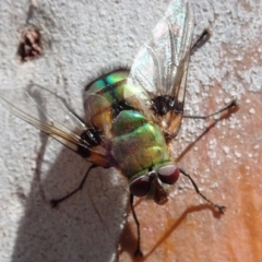 Rutilia (Chrysorutilia) formosa (A Bristle fly) at Mount Painter - 26 Nov 2019 by CathB