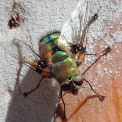 Rutilia (Chrysorutilia) formosa (A Bristle fly) at Cook, ACT - 26 Nov 2019 by CathB