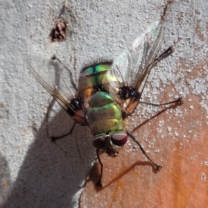 Rutilia (Chrysorutilia) formosa at Cook, ACT - 27 Nov 2019