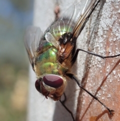 Rutilia (Chrysorutilia) formosa at Cook, ACT - 27 Nov 2019 10:20 AM