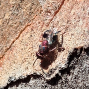 Chalcididae (family) at Cook, ACT - 27 Nov 2019