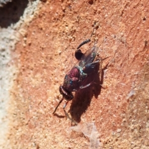 Chalcididae (family) at Cook, ACT - 27 Nov 2019