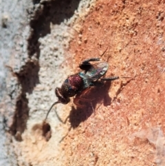 Chalcididae (family) at Cook, ACT - 27 Nov 2019