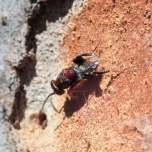 Chalcididae (family) at Cook, ACT - 27 Nov 2019