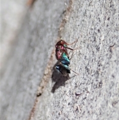 Chalcididae (family) at Cook, ACT - 27 Nov 2019 10:33 AM