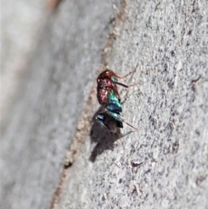 Chalcididae (family) at Cook, ACT - 27 Nov 2019