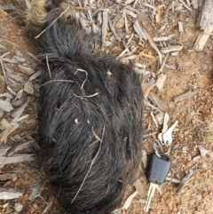 Sus scrofa (Wild Boar, Feral Pig) at Majura, ACT - 24 Nov 2019 by sbittinger
