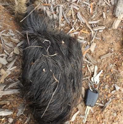 Sus scrofa (Wild Boar, Feral Pig) at Majura, ACT - 24 Nov 2019 by sbittinger