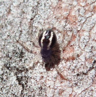 Euryopis umbilicata (Striped tick spider) at Cook, ACT - 26 Nov 2019 by CathB