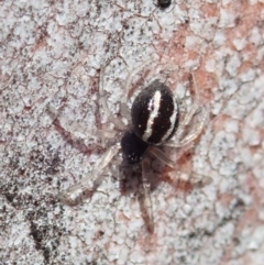 Euryopis umbilicata at Cook, ACT - 27 Nov 2019 10:45 AM