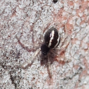 Euryopis umbilicata at Cook, ACT - 27 Nov 2019