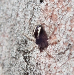 Euryopis umbilicata at Cook, ACT - 27 Nov 2019 10:45 AM