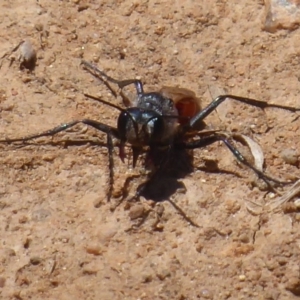 Podalonia tydei at Fyshwick, ACT - 27 Nov 2019 11:45 AM