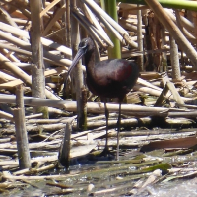 Plegadis falcinellus (Glossy Ibis) at Fyshwick, ACT - 27 Nov 2019 by Christine