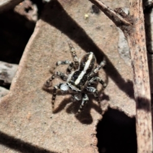 Euophryinae sp. (Mr Stripey) undescribed at Cook, ACT - 27 Nov 2019 10:53 AM