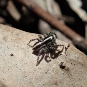 Euophryinae sp. (Mr Stripey) undescribed at Cook, ACT - 27 Nov 2019 10:53 AM