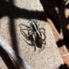 Euophryinae sp. (Mr Stripey) undescribed at Cook, ACT - 27 Nov 2019 10:53 AM