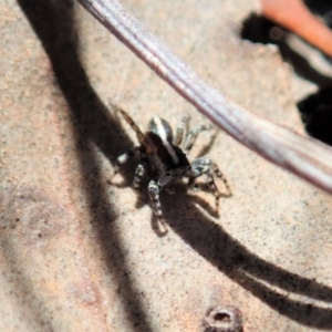 Euophryinae sp. (Mr Stripey) undescribed at Cook, ACT - 27 Nov 2019