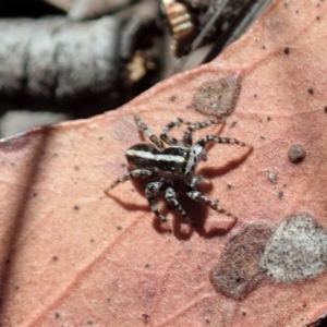 Euophryinae sp. (Mr Stripey) undescribed at Cook, ACT - 27 Nov 2019 10:53 AM