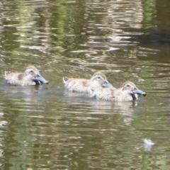 Malacorhynchus membranaceus (Pink-eared Duck) at Fyshwick, ACT - 27 Nov 2019 by Christine