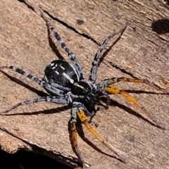 Nyssus coloripes (Spotted Ground Swift Spider) at Dunlop, ACT - 26 Nov 2019 by Kurt