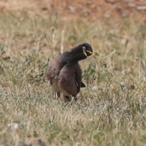 Acridotheres tristis at Fyshwick, ACT - 25 Nov 2019