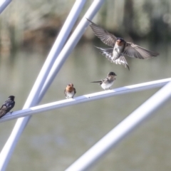 Hirundo neoxena (Welcome Swallow) at Kingston, ACT - 24 Nov 2019 by Alison Milton