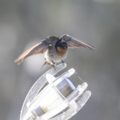 Hirundo neoxena at Kingston, ACT - 25 Nov 2019 07:48 AM