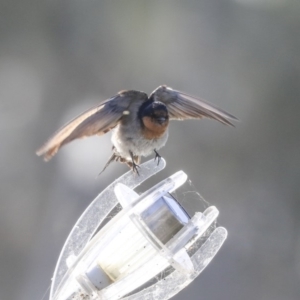 Hirundo neoxena at Kingston, ACT - 25 Nov 2019 07:48 AM