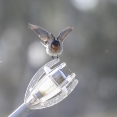 Hirundo neoxena at Kingston, ACT - 25 Nov 2019 07:48 AM