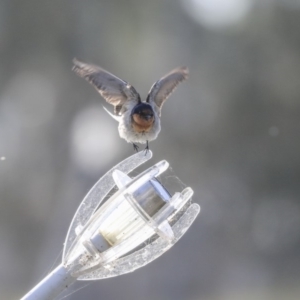 Hirundo neoxena at Kingston, ACT - 25 Nov 2019