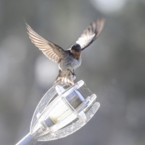 Hirundo neoxena at Kingston, ACT - 25 Nov 2019 07:48 AM