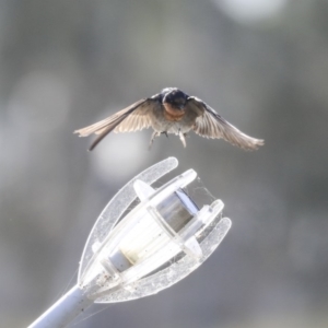 Hirundo neoxena at Kingston, ACT - 25 Nov 2019