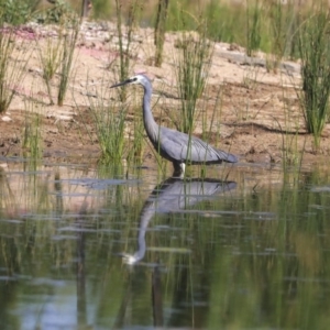 Egretta novaehollandiae at Kingston, ACT - 25 Nov 2019