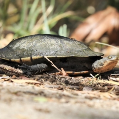 Chelodina longicollis (Eastern Long-necked Turtle) at Jerrabomberra Wetlands - 24 Nov 2019 by AlisonMilton