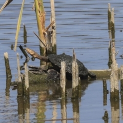 Chelodina longicollis at Fyshwick, ACT - 25 Nov 2019