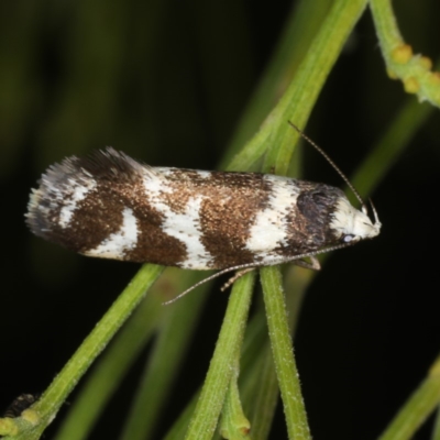 Isomoralla eriscota (A concealer moth) at Ainslie, ACT - 20 Nov 2019 by jbromilow50