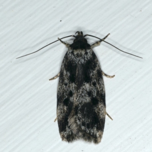 Barea atmophora at Ainslie, ACT - 20 Nov 2019