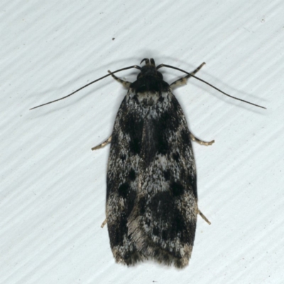 Barea atmophora (A Concealer moth) at Ainslie, ACT - 20 Nov 2019 by jb2602