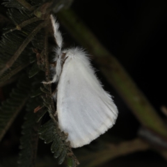 Acyphas (genus) (An Erebid moth) at Ainslie, ACT - 20 Nov 2019 by jbromilow50
