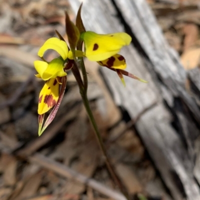 Diuris sulphurea (Tiger Orchid) at Tennent, ACT - 13 Nov 2019 by SimoneC