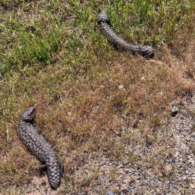 Tiliqua rugosa (Shingleback Lizard) at Murrumbateman, NSW - 22 Oct 2019 by SimoneC