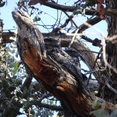 Podargus strigoides (Tawny Frogmouth) at Deakin, ACT - 27 Nov 2019 by TomT