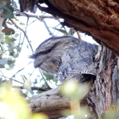 Podargus strigoides at Deakin, ACT - 27 Nov 2019