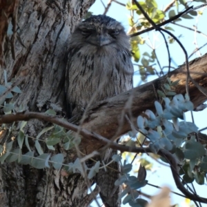 Podargus strigoides at Deakin, ACT - 27 Nov 2019