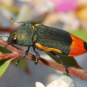 Castiarina kerremansi at Cotter River, ACT - 27 Nov 2019 09:20 PM