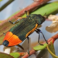 Castiarina kerremansi at Cotter River, ACT - 27 Nov 2019 09:20 PM