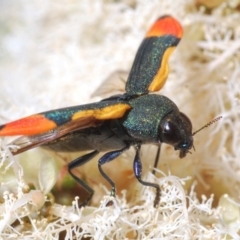 Castiarina kerremansi at Cotter River, ACT - 27 Nov 2019 09:20 PM