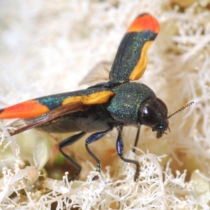 Castiarina kerremansi at Cotter River, ACT - 27 Nov 2019 09:20 PM