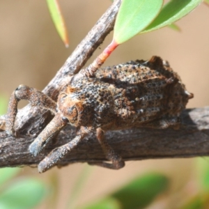 Orthorhinus cylindrirostris at Cotter River, ACT - 27 Nov 2019 01:40 PM